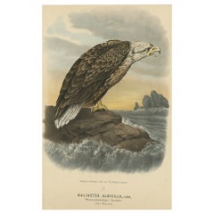 Antique Bird Print of the White-Tailed or Grey or Eurasian Sea Eagle or The Ern'E', 1894