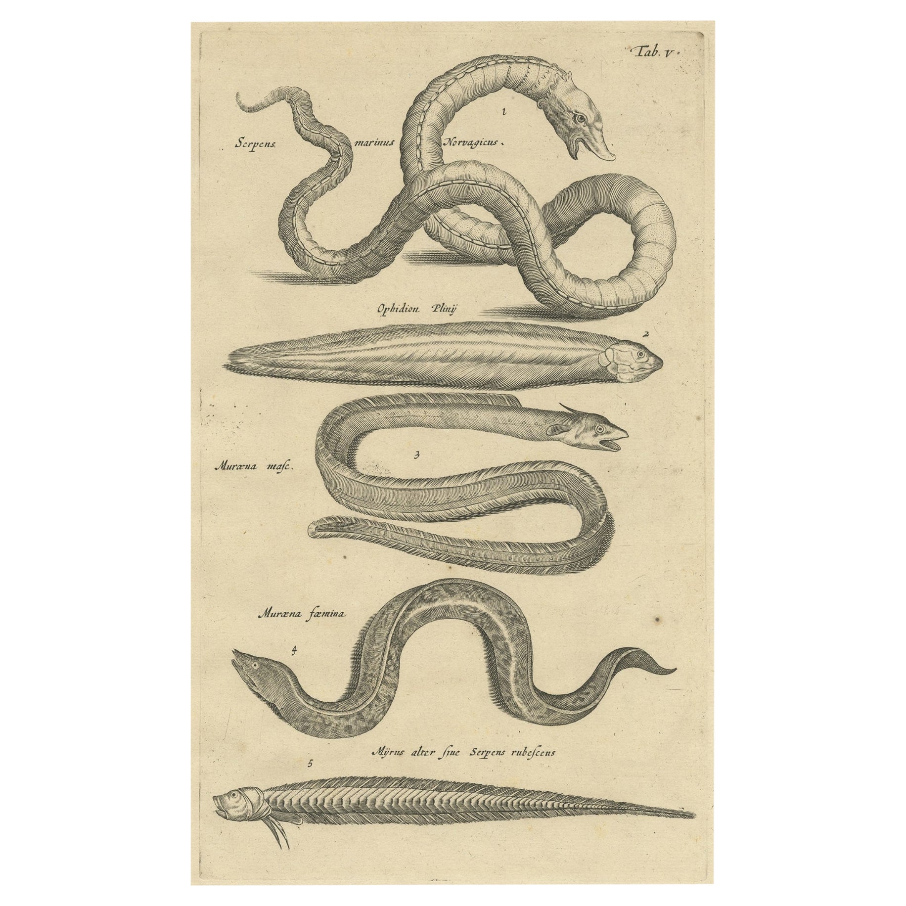 Very Old and Rare Print of Various Sea Snakes, 1657 For Sale