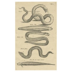 Very Old and Rare Print of Various Sea Snakes, 1657