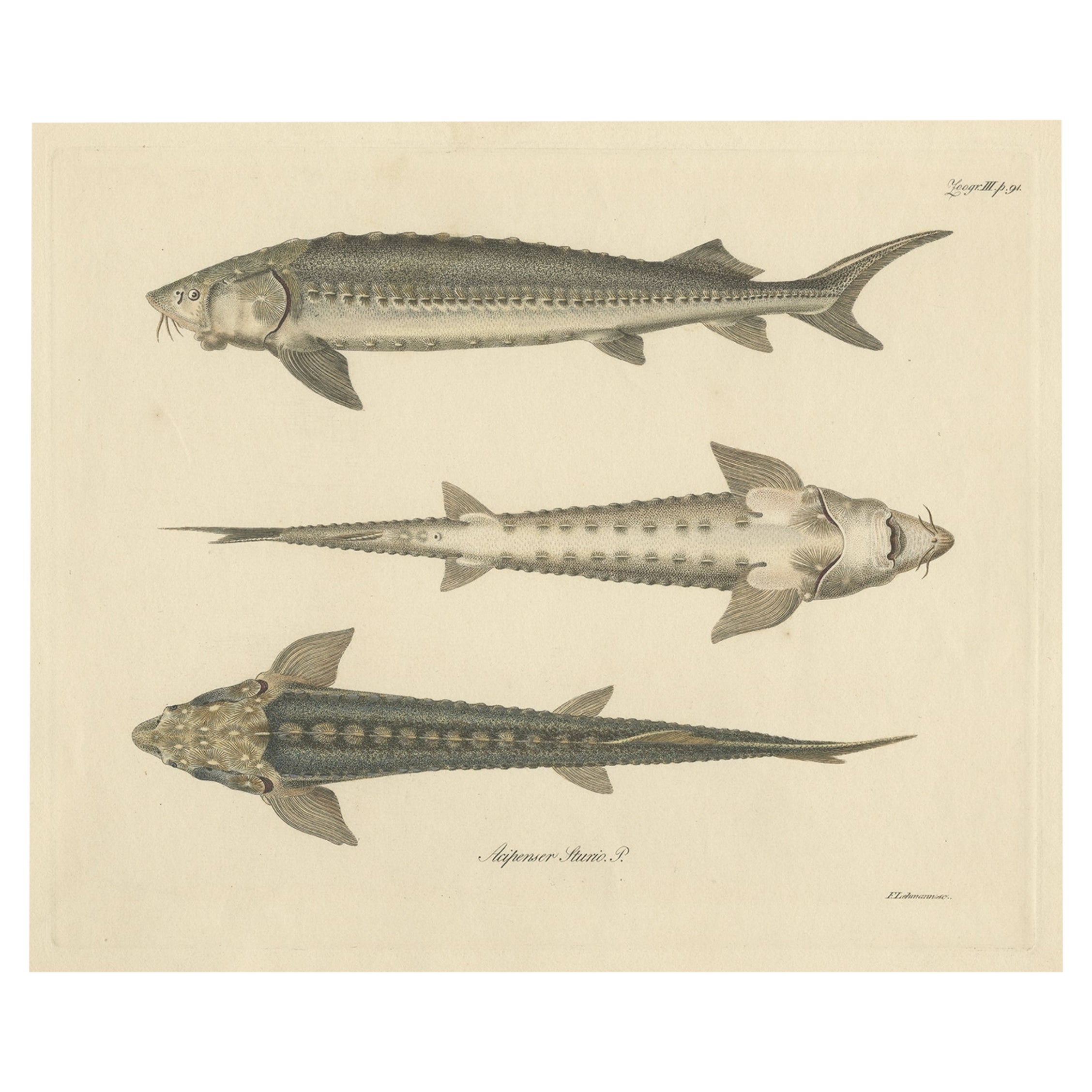 Print of the European Sea Sturgeon or the Atlantic or Common Sturgeon, ca.1860 For Sale