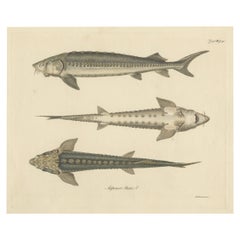 Antique Print of the European Sea Sturgeon or the Atlantic or Common Sturgeon, ca.1860