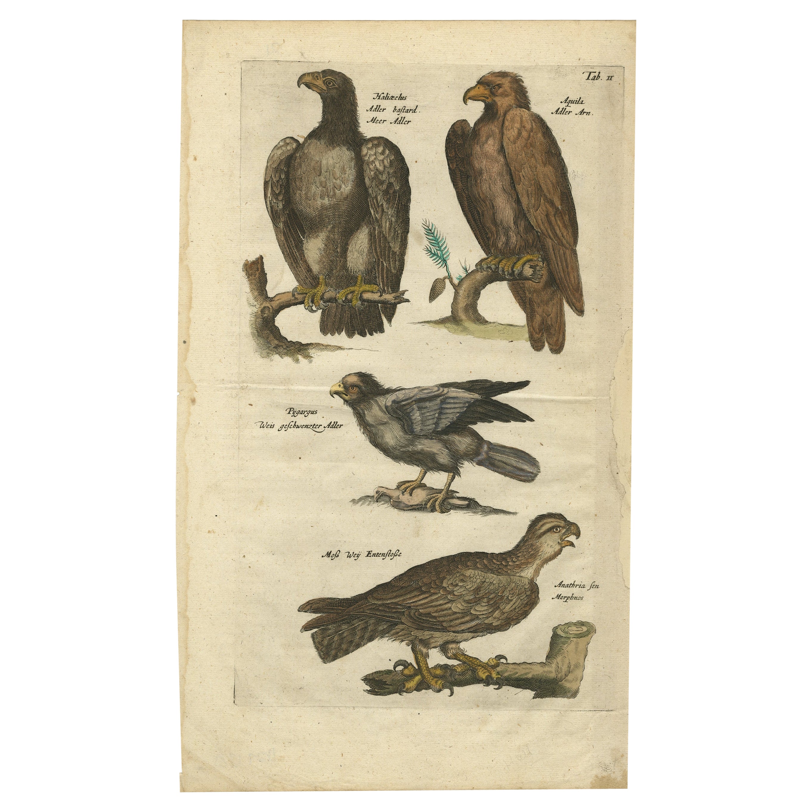 Originaler antiker Kupferstich von diversen Raubvögeln, wie Adler und Kornweihe, 1657