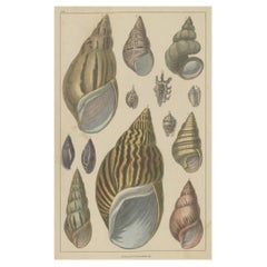 Original Old Handcolored Print Featuring Various Sea Shells, ca. 1852
