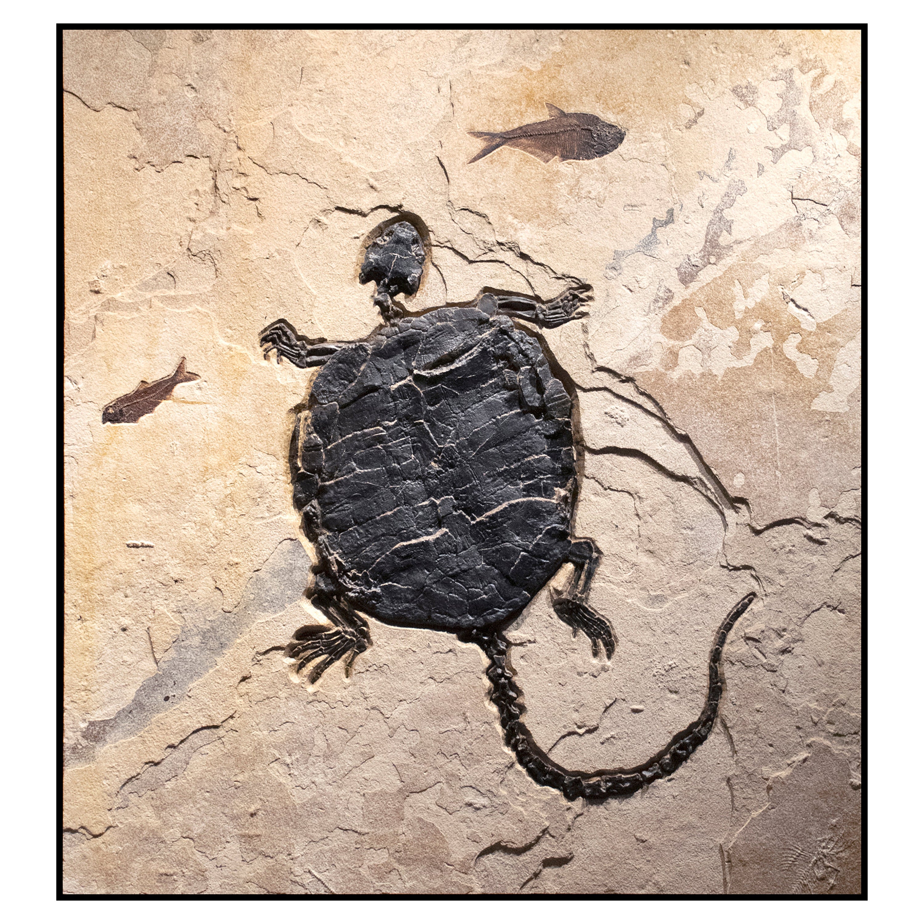 50 Million Year Old Eocene Era Rare Fossil Turtle Mural in Stone, from Wyoming