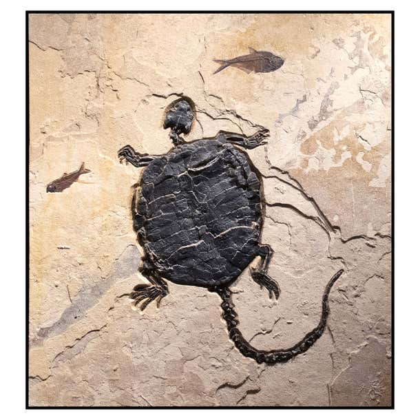 Eocene Turtle Shell 50 Million Year Old Eocene Era Rare Fossil Turtle Mural in Stone, from ...