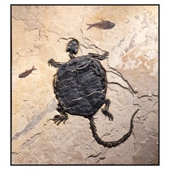 50 Million Year Old Eocene Era Rare Fossil Turtle Mural in Stone, from Wyoming
