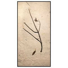 50 Million Year Old Eocene Era Fossil Branch, Leaf Mural in Stone, from Wyoming