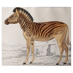 Original Antique Print of a Zebra, 1847 'Unframed'