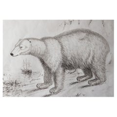 Impression originale et ancienne d'histoire naturelle, ours polaire, vers 1835