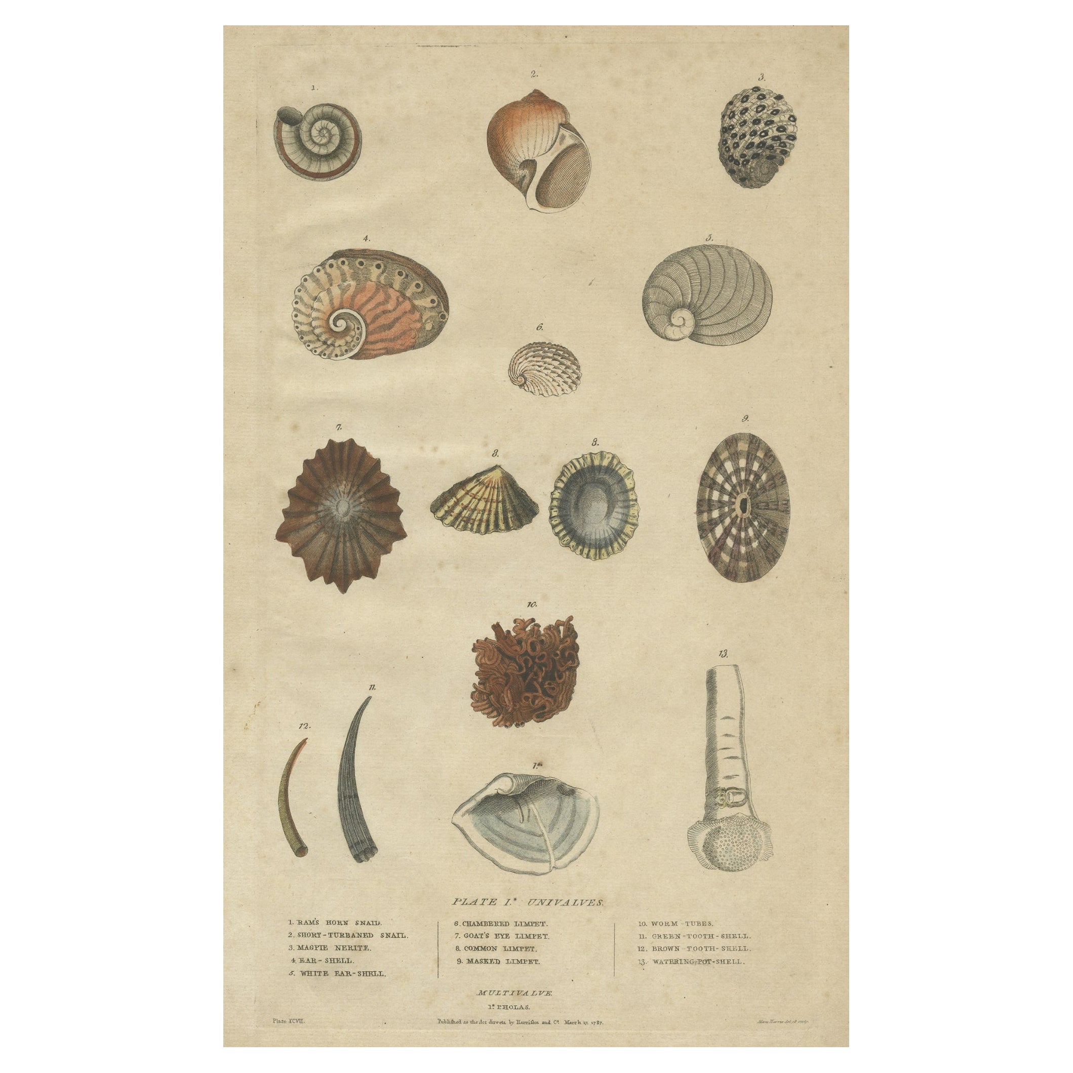 Old Print of Univalve 'Gastropod' Species; Ear Shells, Limpets, Etc., 1787 For Sale