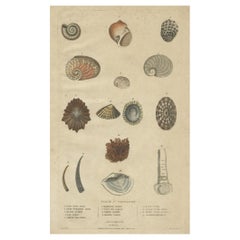 Old Print of Univalve 'Gastropod' Species; Ear Shells, Limpets, Etc., 1787