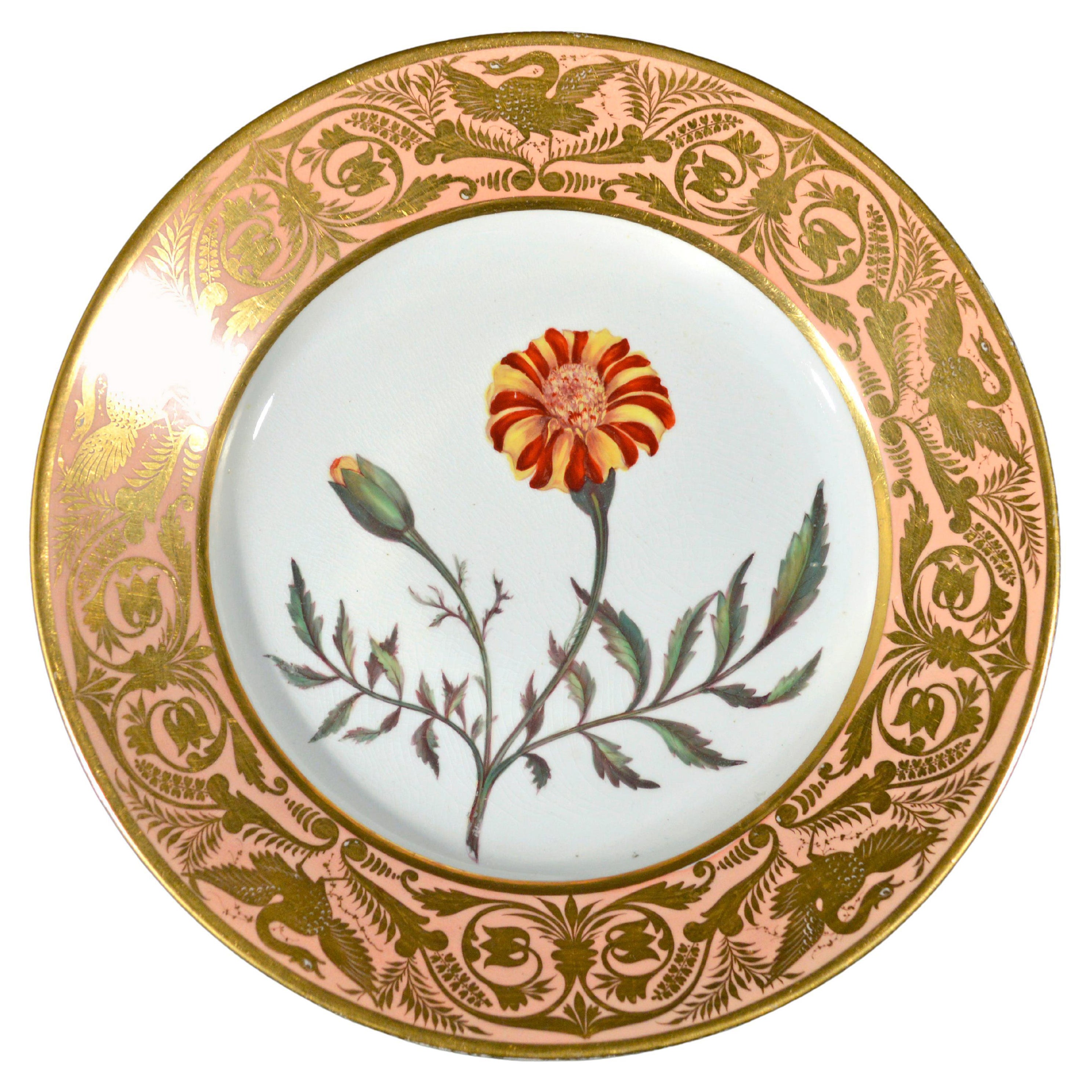 Antique Derby Porcelain Botanical Salmon-Ground Plate, French Marigold