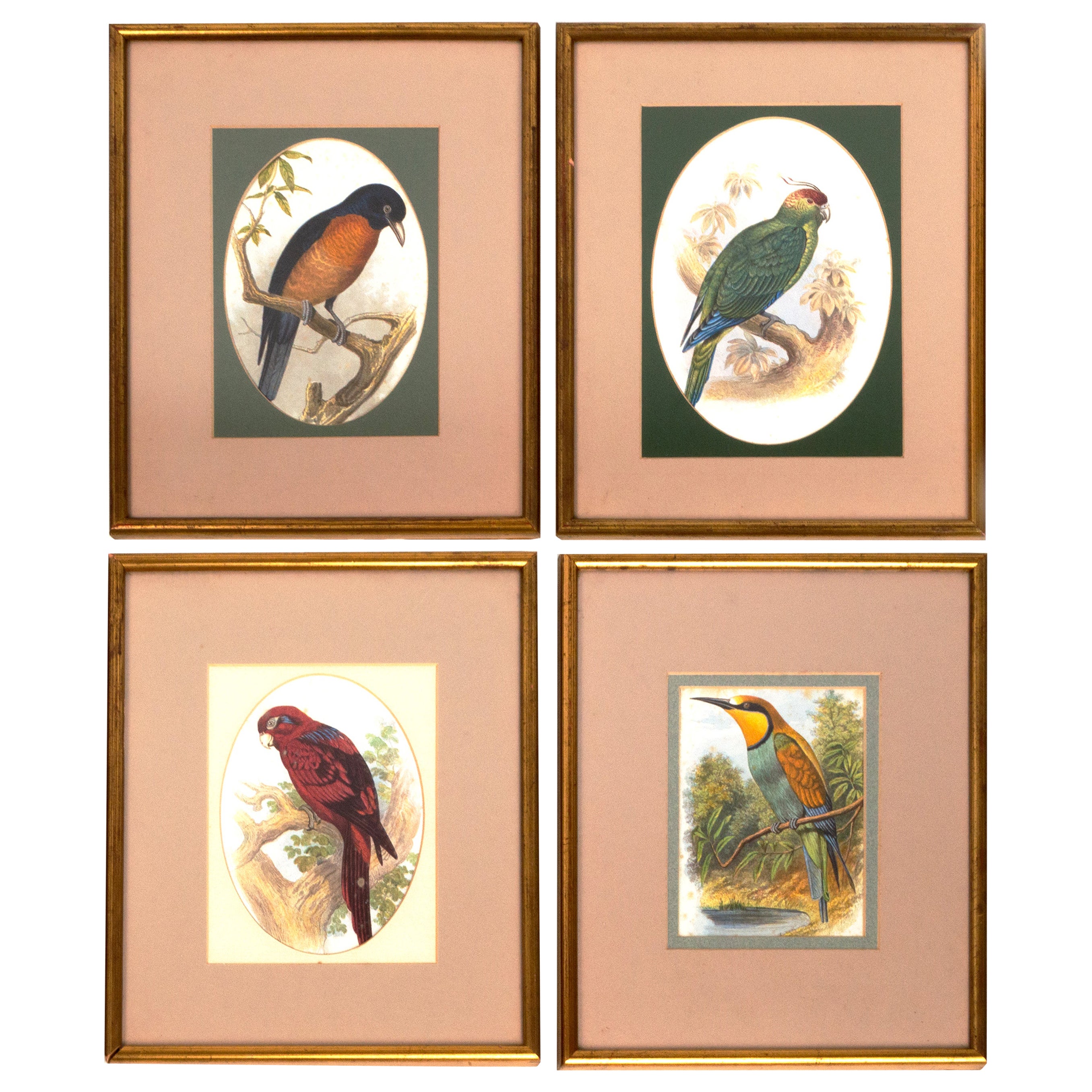 Quatre estampes ornithologiques victoriennes anciennes de John Gould Angleterre, vers 1875