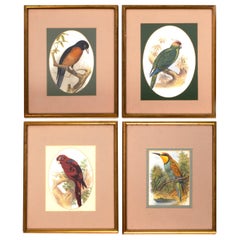 Quatre estampes ornithologiques victoriennes anciennes de John Gould Angleterre, vers 1875