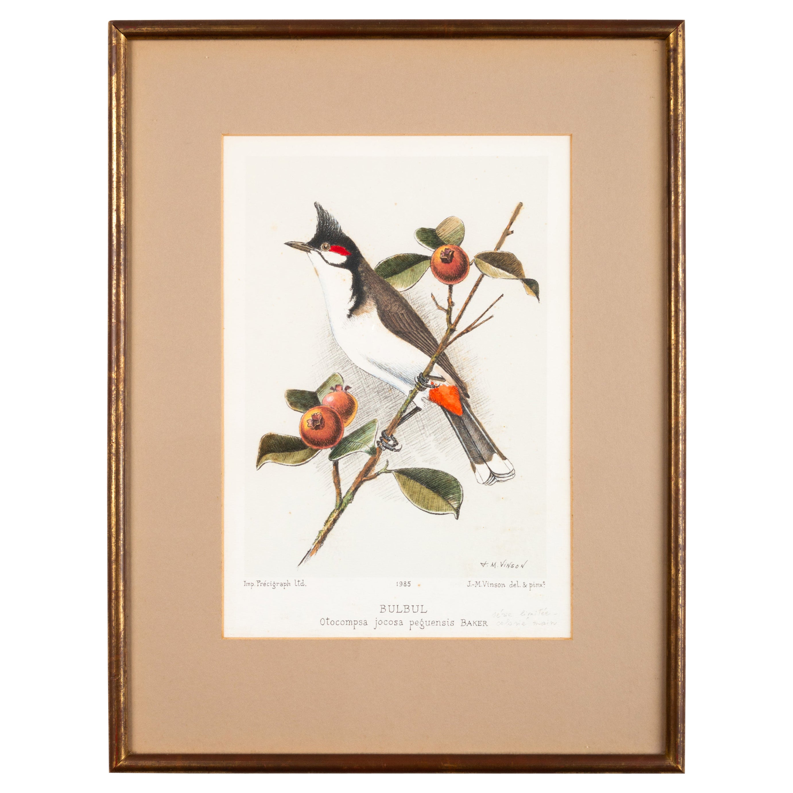 French Chromolithograph of the 'Bulbul' Bird by J.M. Vinson 1985 For Sale