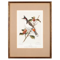 French Chromolithograph of the 'Bulbul' Bird by J.M. Vinson 1985