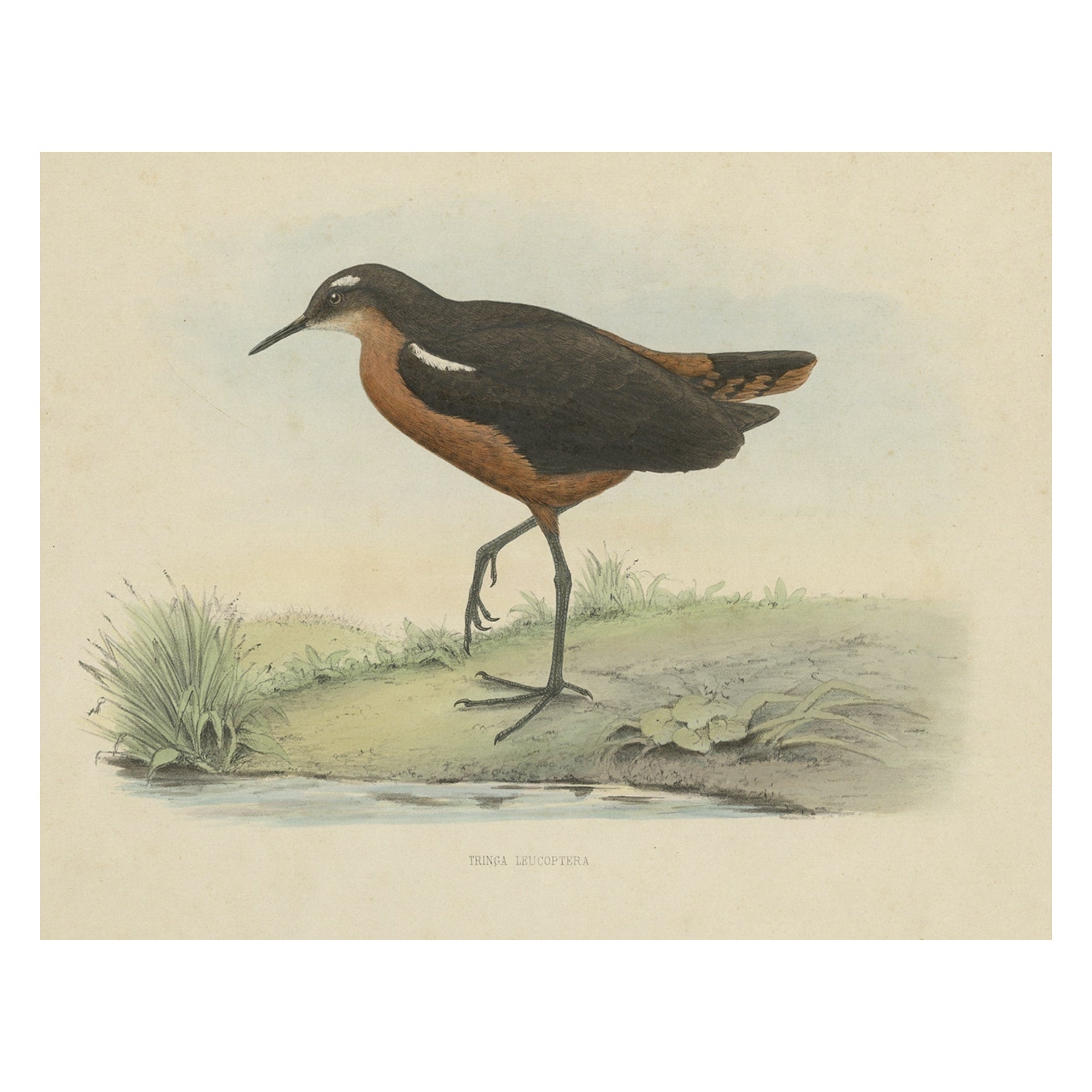 Old Bird Print of the Tahiti Sandpiper or Tahitian Sandpiper, 1854 For Sale