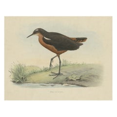 Ancienne estampe d'oiseau du sable de Tahiti ou du sable de Tahiti, 1854