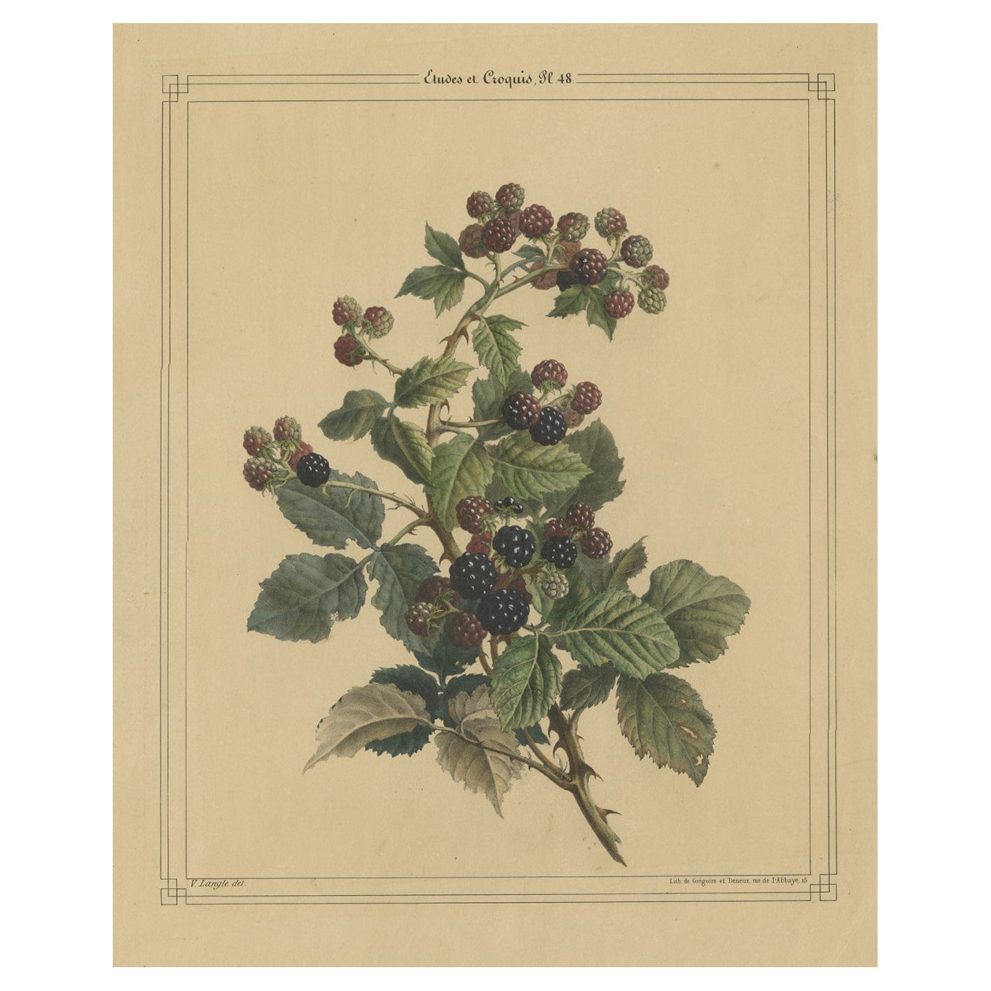 Old Lithograph of a Blackberry Bush with Blackberries, ca.1843 For Sale