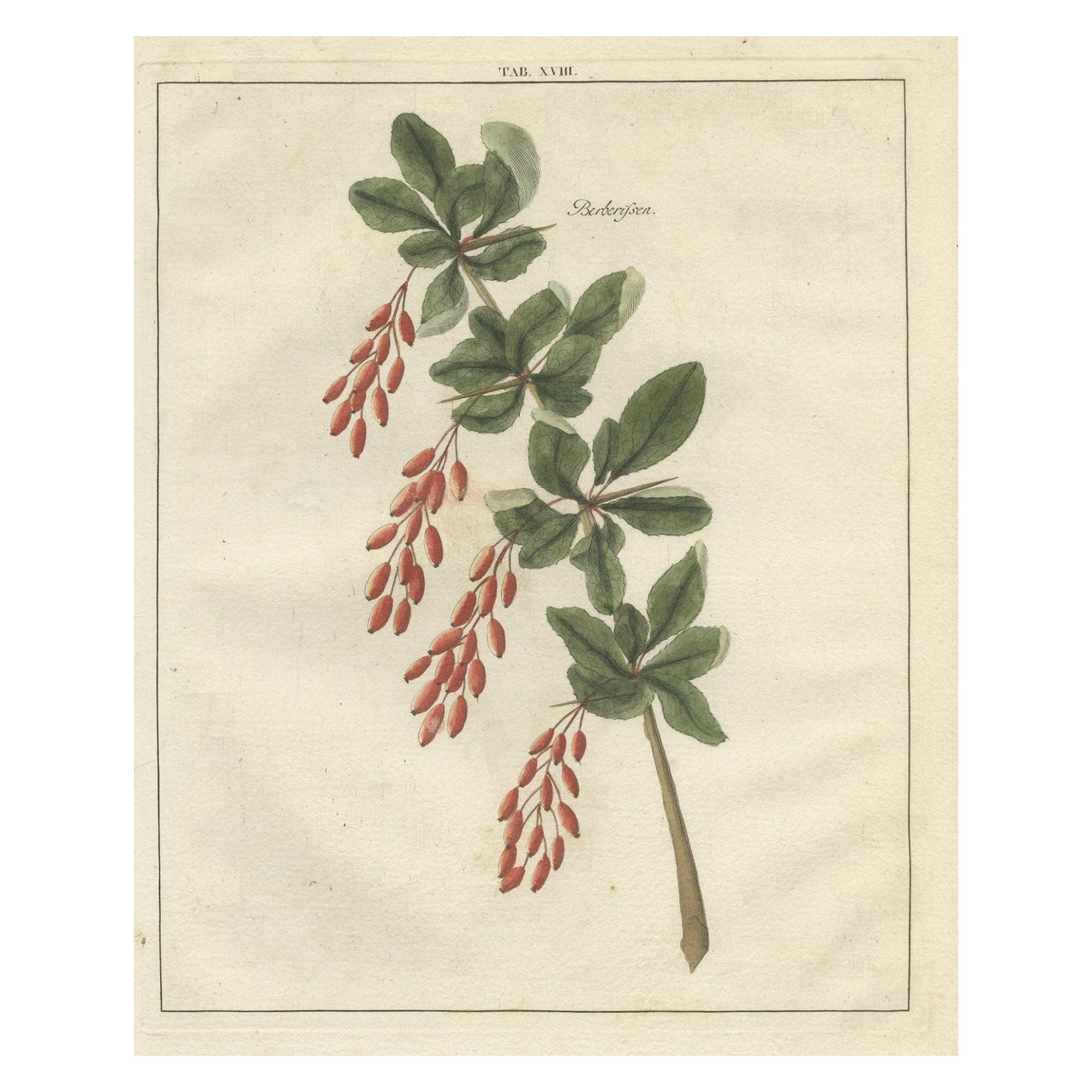 Original Antique Hand-Colored Engraving of Barberries 'Dutch: Zuurbessen', 1758