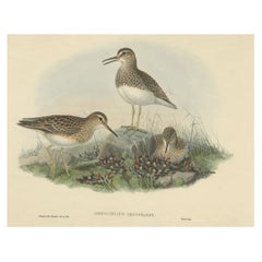 Antique Original Bird Print of the Limnocinclus Pectoralis or Pectoral Sandpiper, c.1870