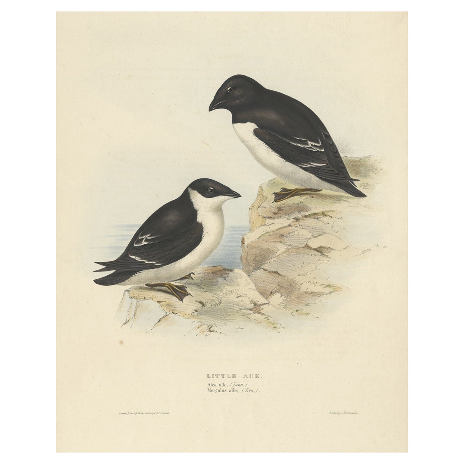 Ancienne estampe d'oiseau représentant le petit Auk par Gould, 1832