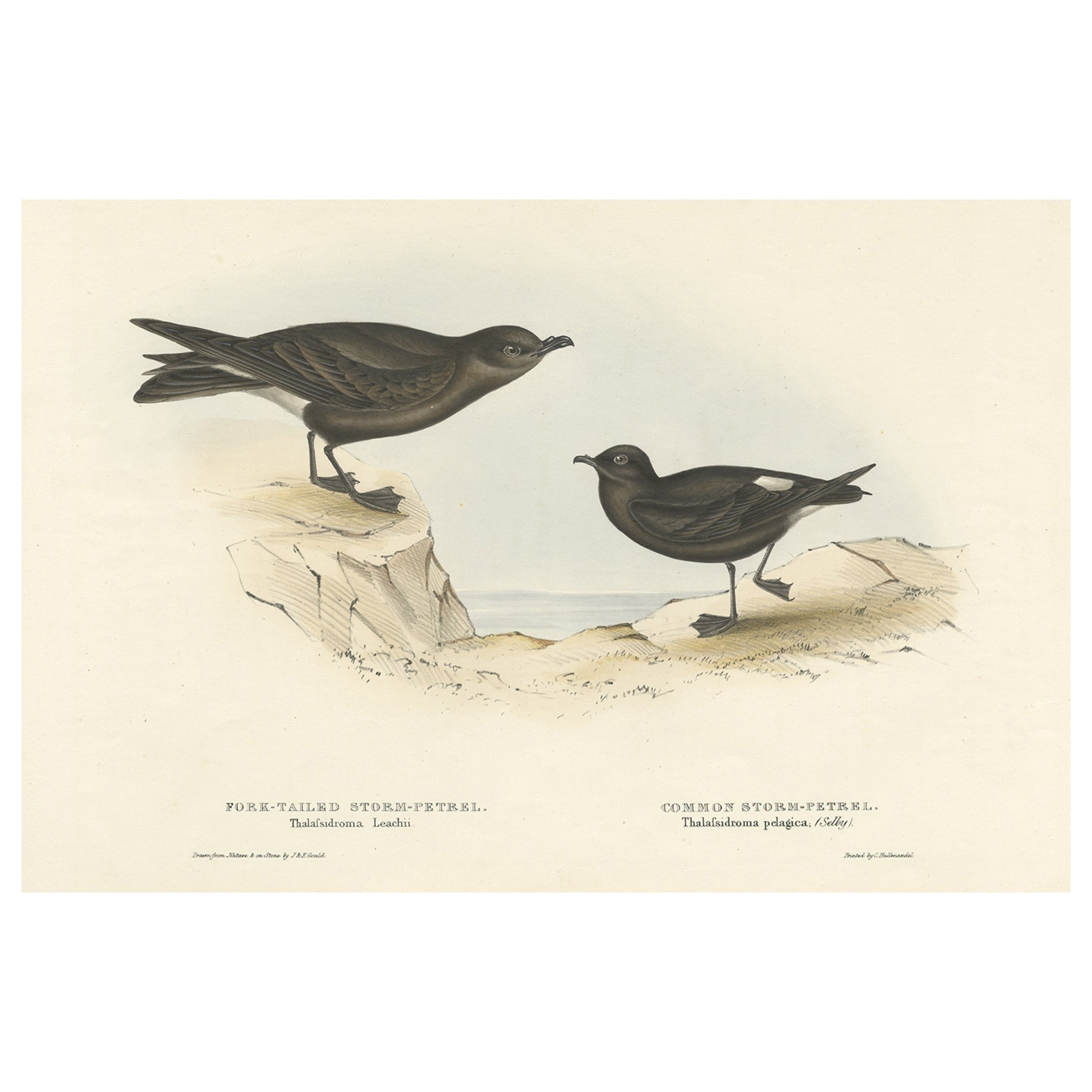 Old Bird Print of the Fork-Tailed Storm-Petrel and Common Storm-Petrel, 1832 For Sale