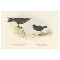 Old Bird Print of the Fork-Tailed Storm-Petrel and Common Storm-Petrel, 1832