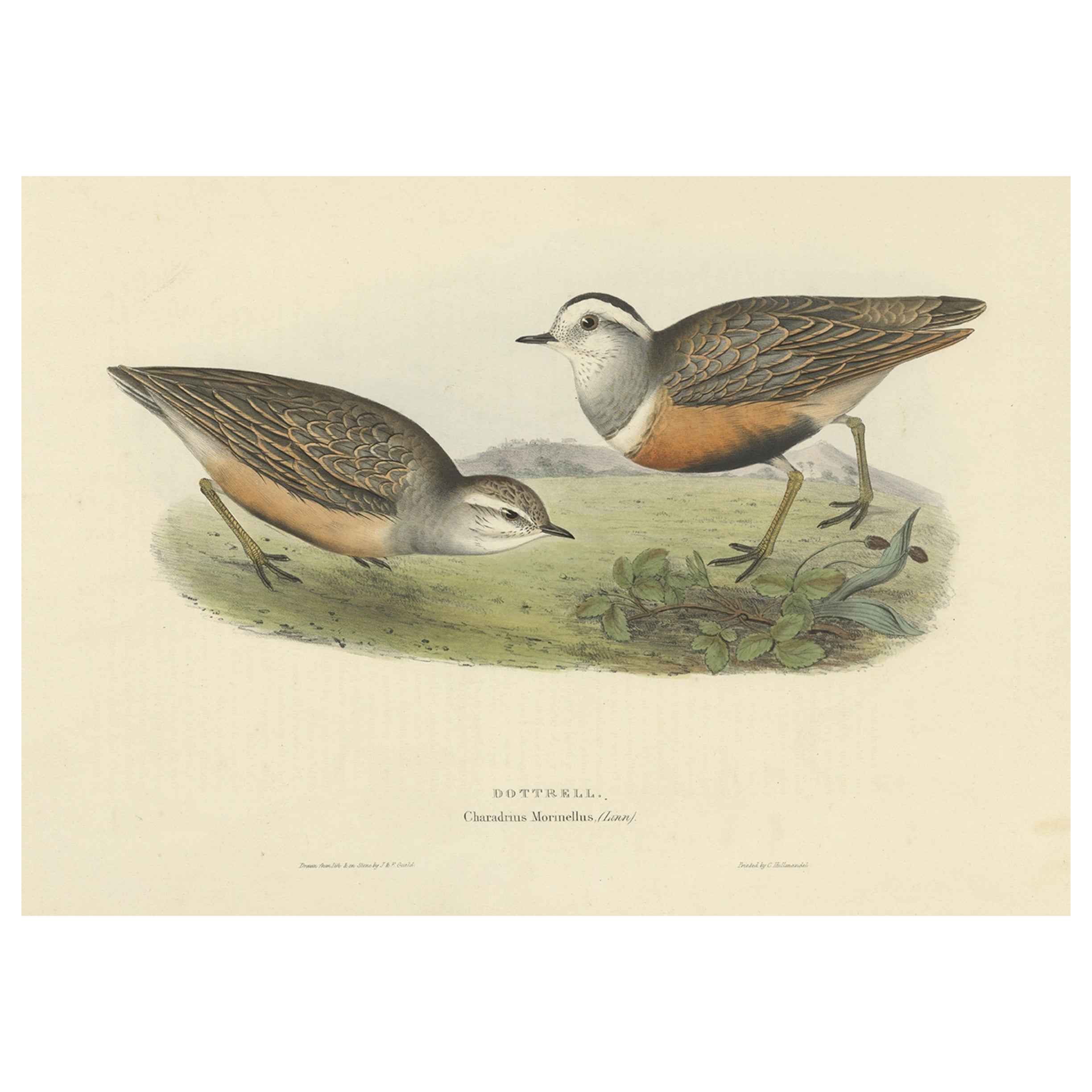 Old Bird Print Depicting the Dotterel Bird by Gould, 1832