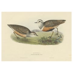 Antique Old Bird Print Depicting the Dotterel Bird by Gould, 1832