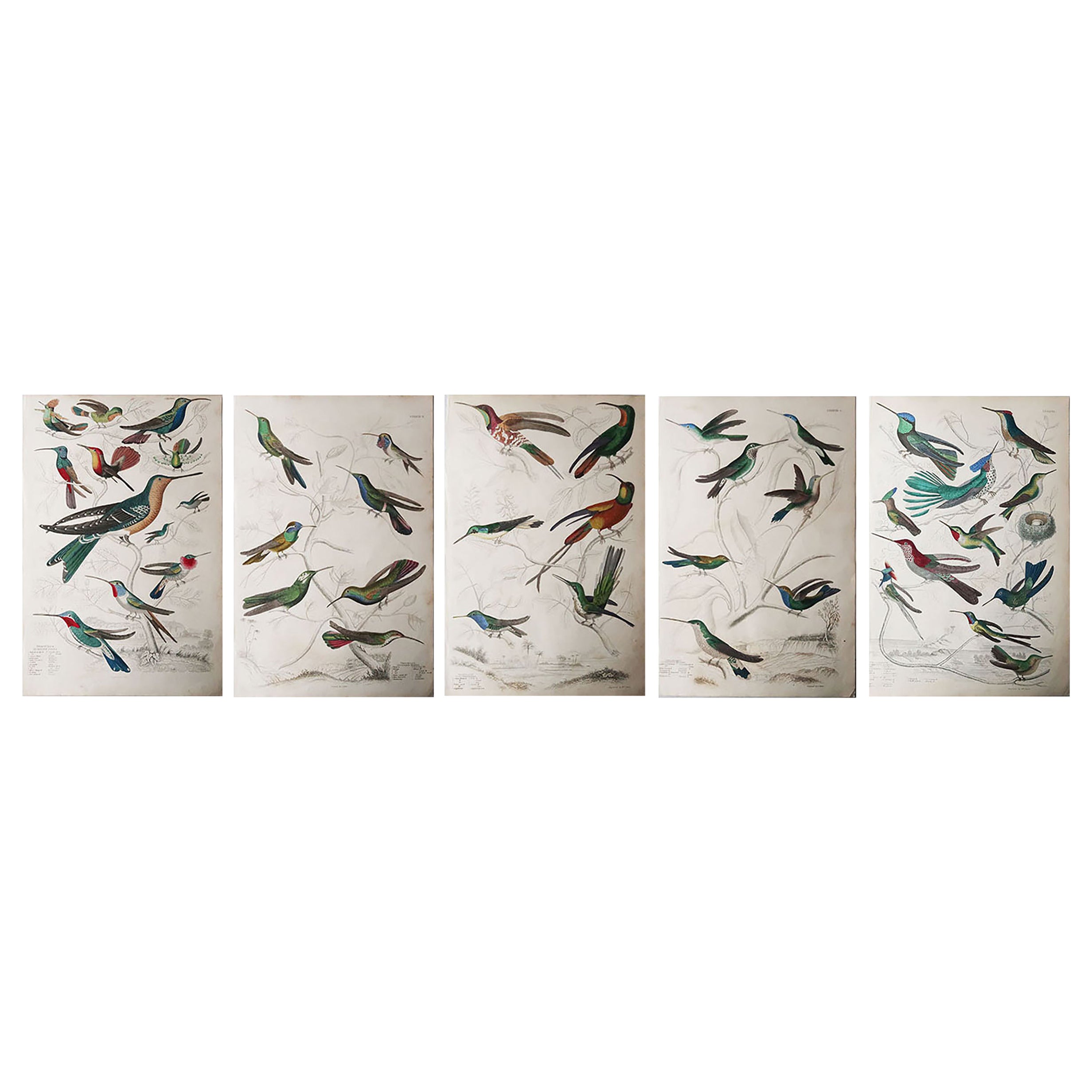 5 Large Original Antique Natural History Prints, Hummingbirds, Circa 1835