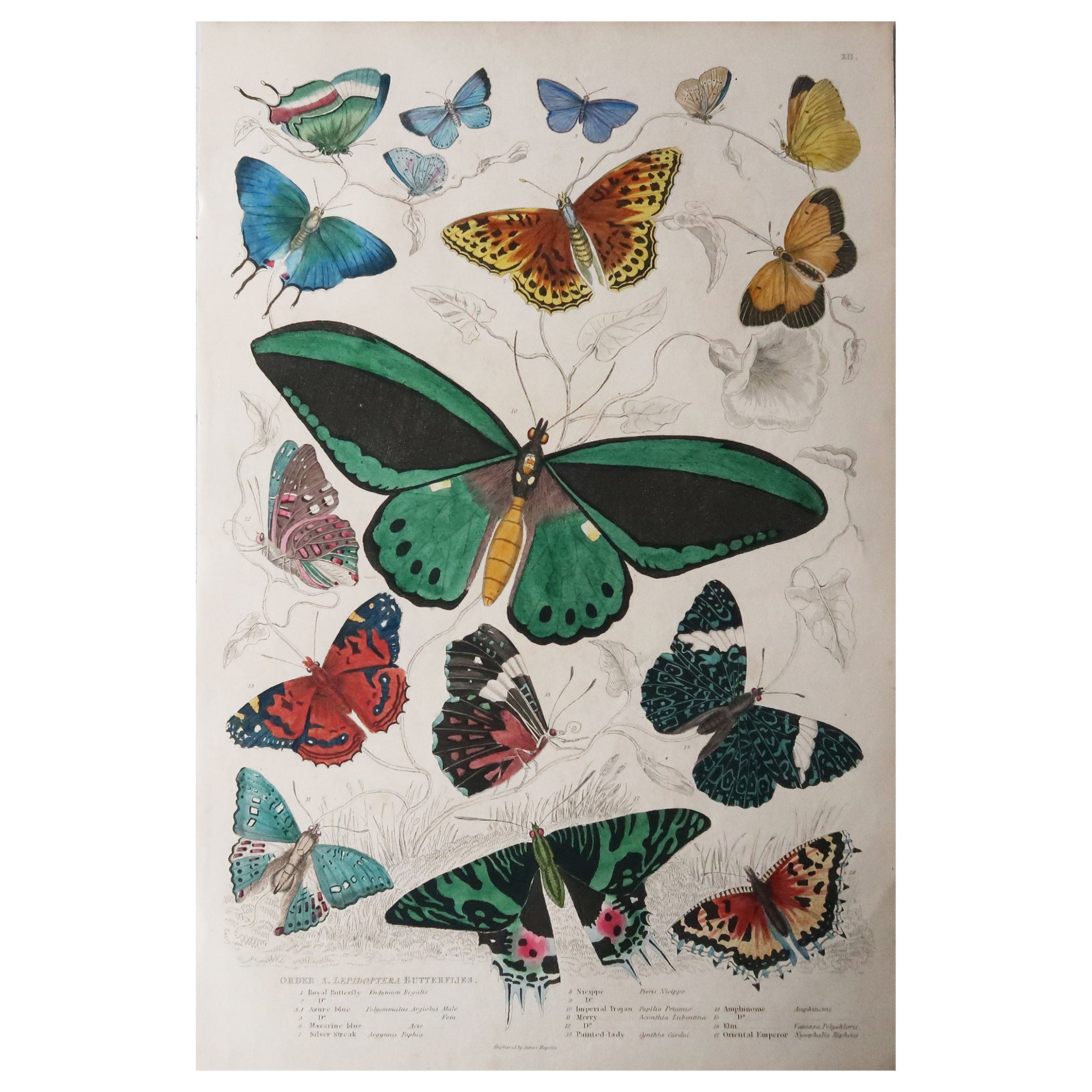 Large Original Antique Natural History Print, Butterflies, circa 1835