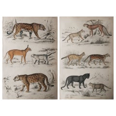 Pair of Large Original Antique Natural History Prints, Cats, circa 1835