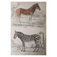 Large Original Antique Natural History Print, Zebras, circa 1835