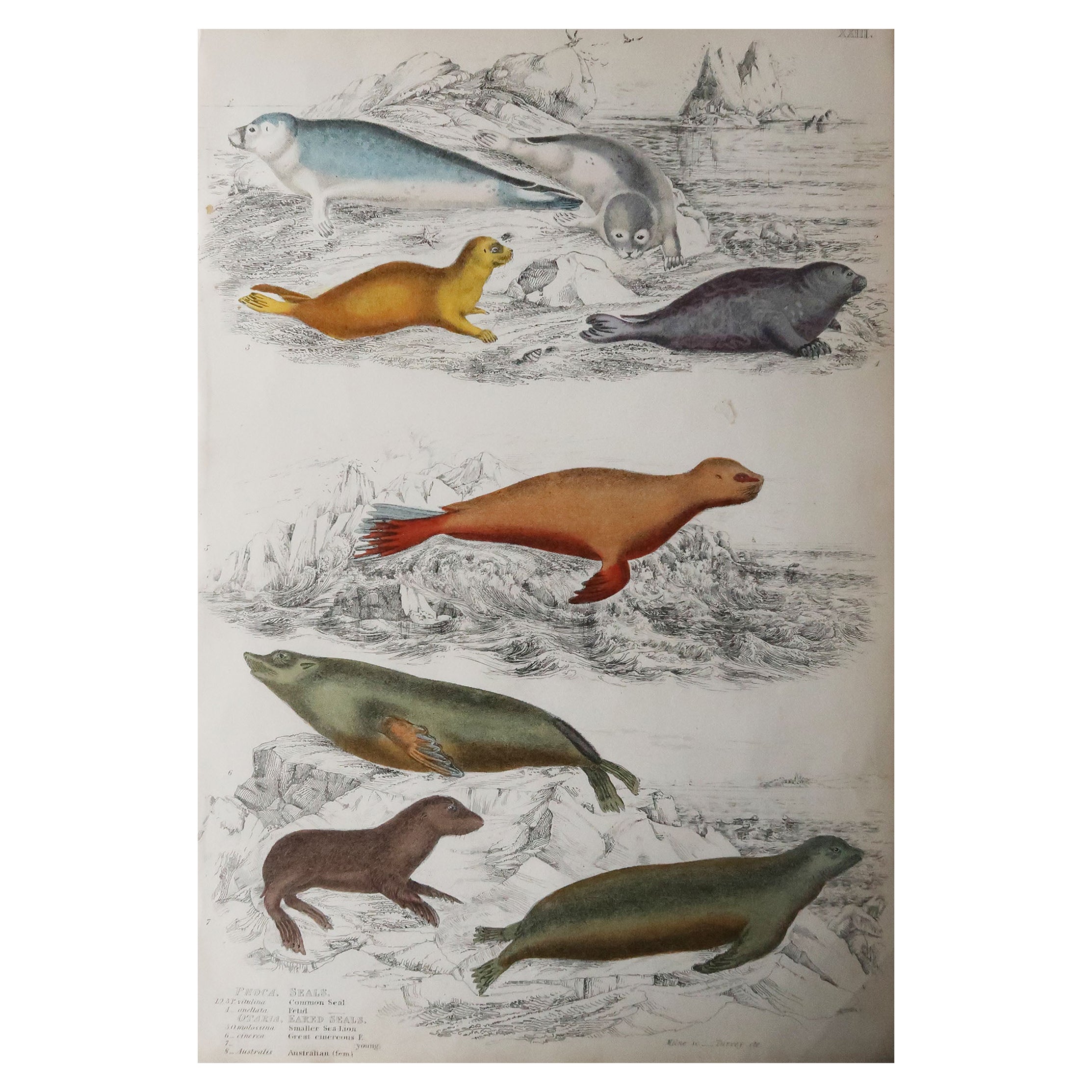 Large Original Antique Natural History Print, Seals, circa 1835