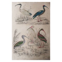 Large Original Antique Natural History Print, Ibis, circa 1835