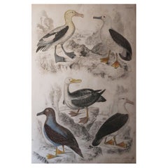 Large Original Antique Natural History Print, Seagulls, circa 1835