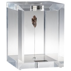 Original Design, Space Box, Russian Sikhote Alin Meteorite in Acrylic Box