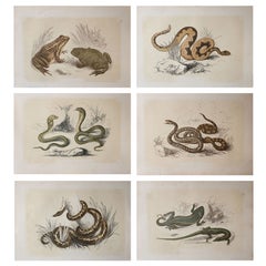 Se¹t of 6 Original Antique Reptile Prints, Tallis, circa 1850