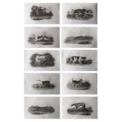 Set of 10 Original Antique Prints of English Sporting Dogs, 1801