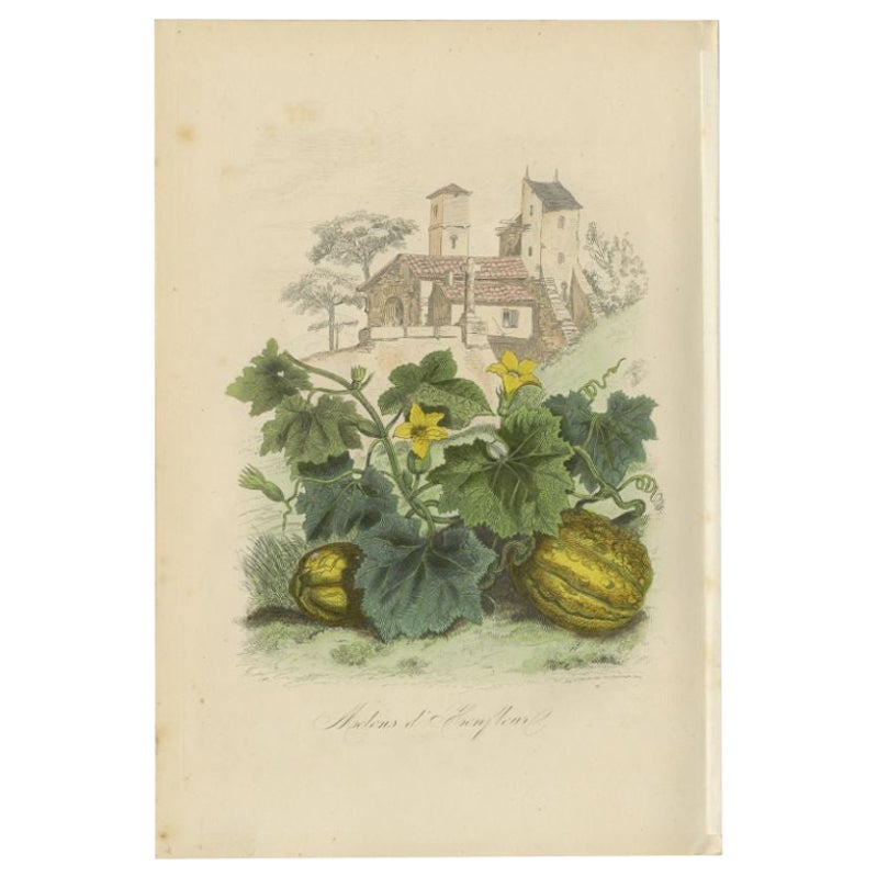 Antique Print of the Honfleur Melon by Comte, 1854 For Sale