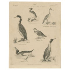 Impression ancienne de la moissonneuse cornue, « Great Auk and Other Birds » (la moissonneuse et autres oiseaux de Lowry), 1840