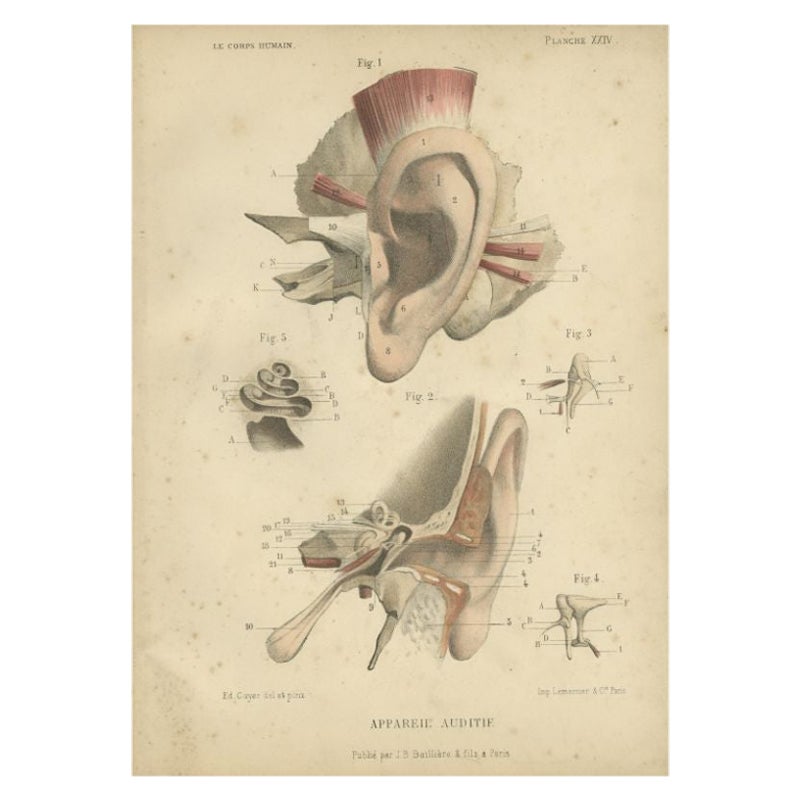 Antique Print of the Human Ear by Kuhff, 1879 For Sale