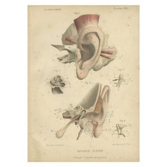 Antique Print of the Human Ear by Kuhff, 1879