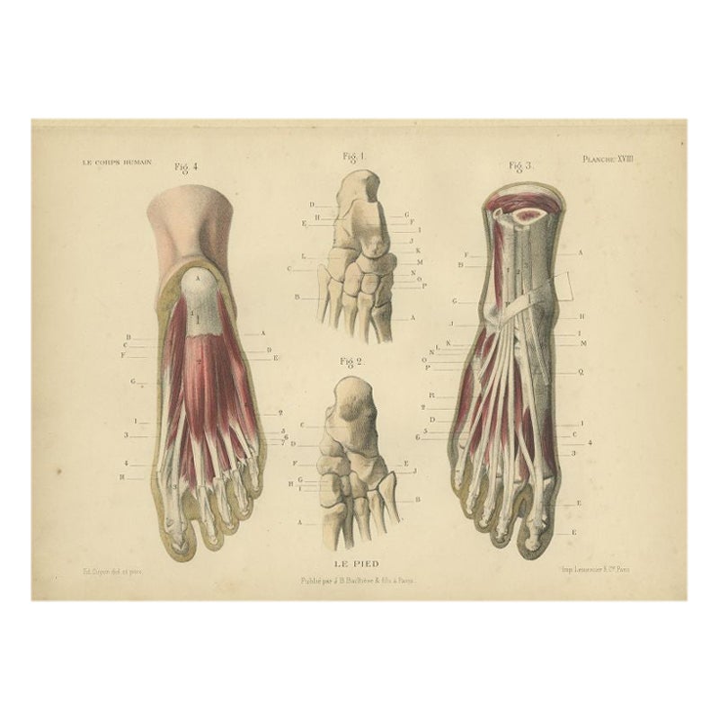 Antique Print of the Human Foot by Kuhff, 1879 For Sale