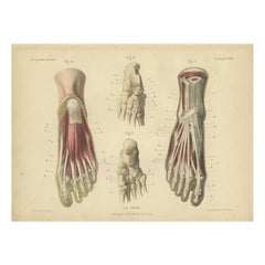 Antique Print of the Human Foot by Kuhff, 1879