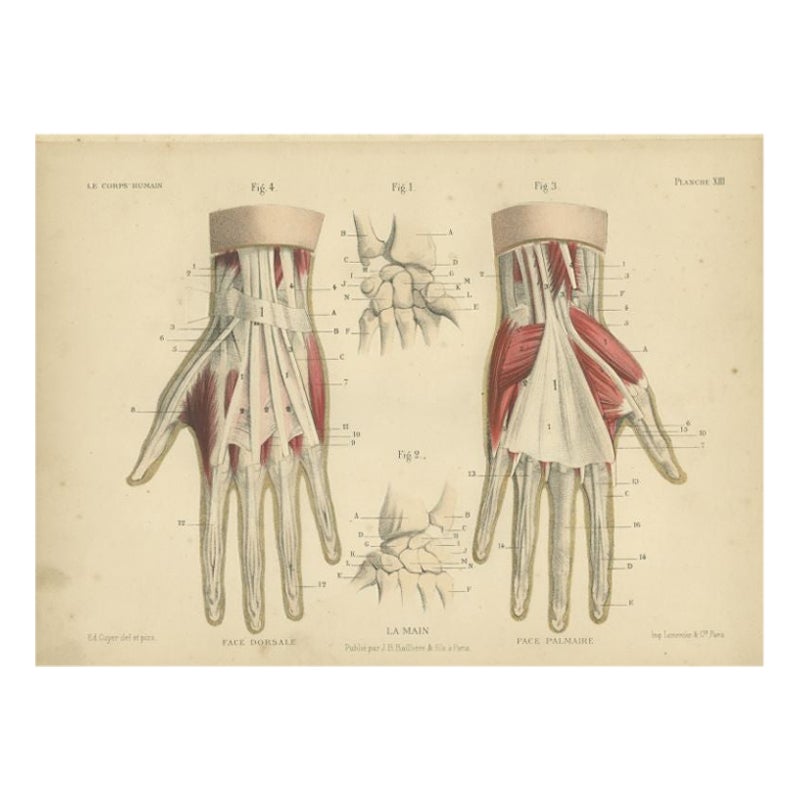 Antique Print of the Human Hand by Kuhff, 1879