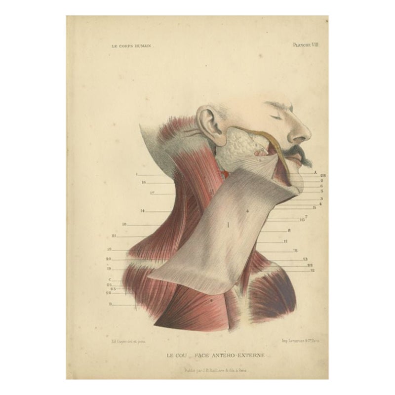 Antique Print of the Human Neck by Kuhff, 1879 For Sale