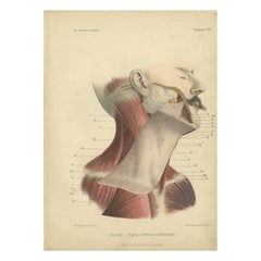 Antique Print of the Human Neck by Kuhff, 1879