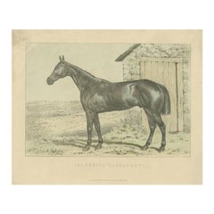 Antique Print of the Hunter Horse 'Glengarry' by Mackenzie, c.1895